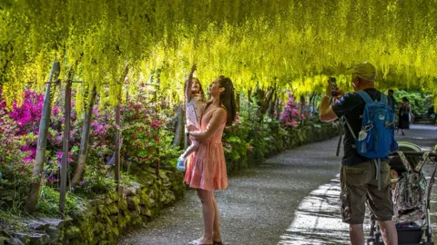 PA Media The golden laburnum arch at the National Trust's Bodnant Garden, near Tal-y-Cafn, Conwy, which has reopened to visitors following the easing of lockdown restrictions