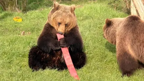 Two brown bears, one sitting down, holding on to a red fire hose, with one end in its mouth. Another is to the right and facing away from the camera. They are in an enclosure, and both are on green grass. 