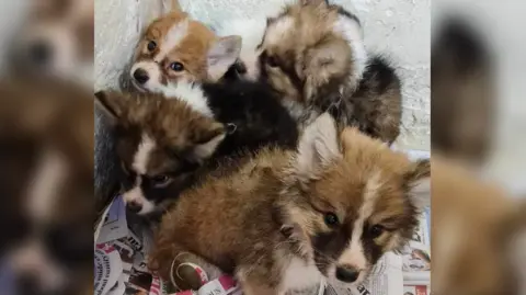 Forest of Dean Dog Rescue Four small puppies sit closely together on a pile of newspapers. Two of the puppies are looking up at the camera