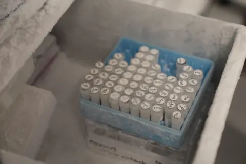 BBC/Trevor Lloyd The image shows a frosted storage container, part of a laboratory freezer, with a blue rack holding dozens of small sample tubes. The tubes are arranged in neat rows and columns, and each cap has handwritten labels or identification numbers on it. A layer of frost covers the rack, tubes, and interior surfaces, indicating that the samples are being stored at very low temperatures.
The foreground is in sharp focus around the sample rack, while the surrounding freezer compartment and other contents are softly blurred.