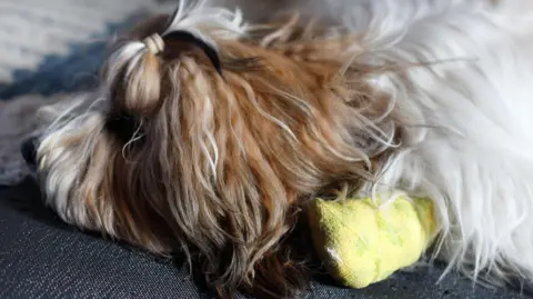 A fluffy dog looking unwell