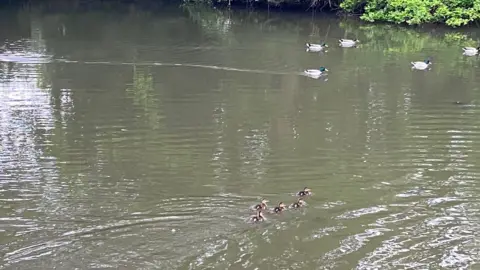 Amanda Dellor Close up of pond with five tiny ducklings and five ducks to the right of image