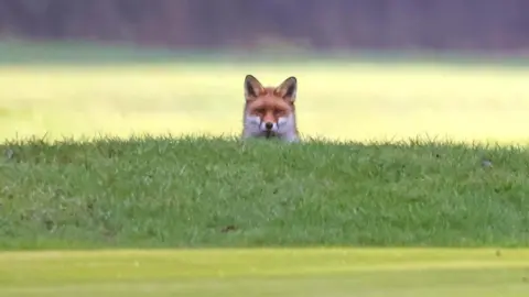 Peterborough Walks A brown fox, seen peeping up from the grass to look at the photographer on a green golf course.