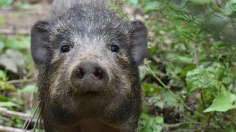 The face of a pigmy hog looking directly down the lens with its snout pointing forward. Its short fur is a mixture of black and light brown. The animal is stood in green woodland and sticks. 