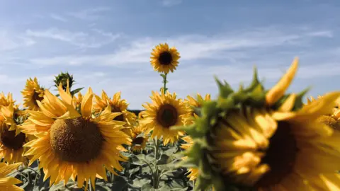 Shaun Whitmore/BBC A very tall sunflower stretching above rows of other sunflowers. This particular flower stands up due to it towering above the rest. All the sunflowers have a brown seeded centre with yellow petals surrounding it. The picture has been taken on a sunny day with a blue cloudy sky above.