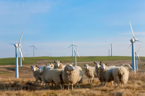 Getty Images Sheep in the foreground at wind farm