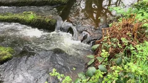 Close up of a small river, with water pouring over a moss covered large rocks, on the river bank is green vegetation. Several large trees are reflected in the water.