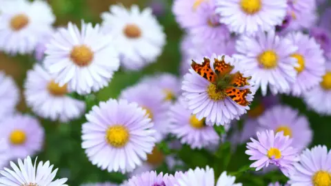 A comma butterfly, which has read wings with black markings on, is a field of purple daisies.