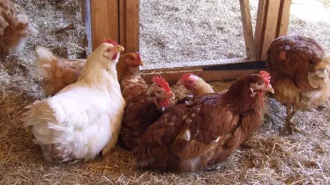 British Hen Welfare Trust Hens