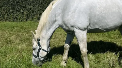 Senior groom Lotte A white male horse, Vida in a grassy field, stretching down to eat some grass. He also has a bridle over his head which is dark green.