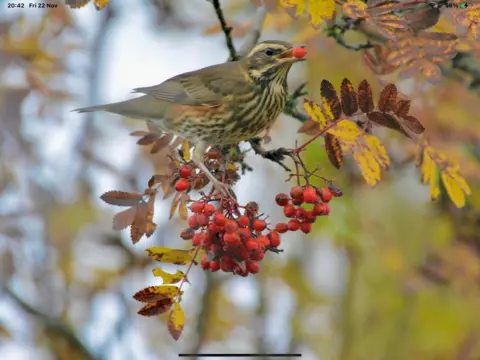 Hazel Thomson Small bird with a red berry in its mouth perched on a branch of more red berries