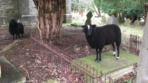 Duncan Cameron two different types of black sheep looking towards the camera. one is standing on top of a grave has white patches on its head and three of its legs and has short wool. the other has longer hair, is all black and has horns that turn downward, 