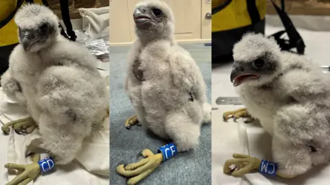 Three side-by-side images of baby peregrine falcons. They are grey and very fluffy with darker faces and beaks and yellowy grey claws. Each of them has a blue ring around one leg with two initials on it - their names before they were named - CD, CF and CM.