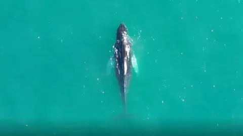 Richard Brindley A whale off the coast of Cornwall