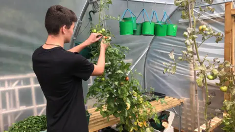 Young person wearing a black T-shirt ties a tomato plant growing in a hanging basket. He is inside a polytunnel and there are work benches with vegetation. Some growing pots hang from a frame. 
