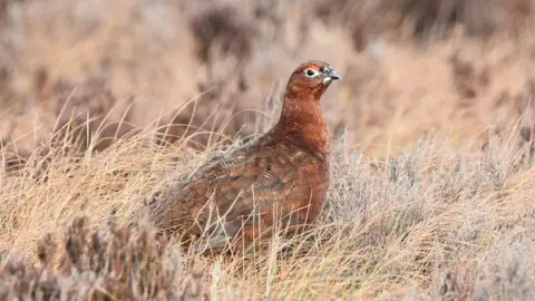 Langholm Initiative Red Grouse