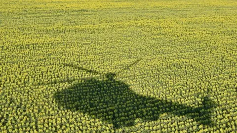 Getty Images Helicopter shadow over sunflower harvest in Ukraine