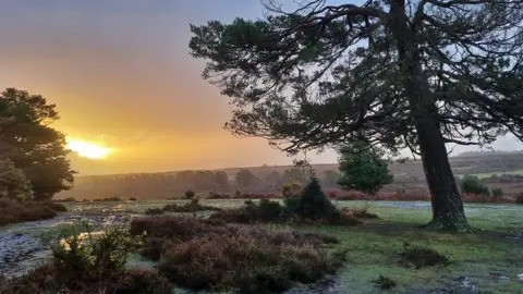 Maragret Martin  SUNDAY - New Forest