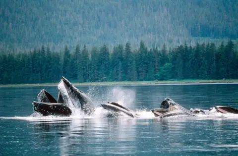 Getty Images Whales in Alaska feeding