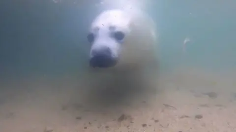 Seal underwater