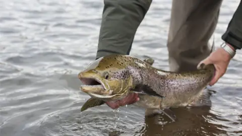 Getty Images A pair of hands holding a salmon