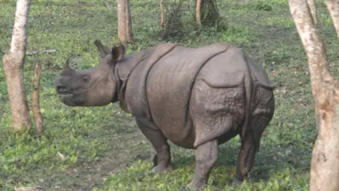 Gerardo Ceballos Indian rhinoceros