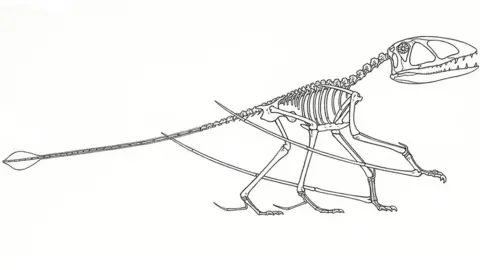 Science Photo Library Skeleton outline of a pterosaur