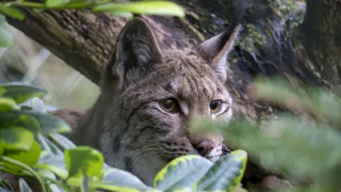 Kira Butters New Lynx at Dartmoor Zoo