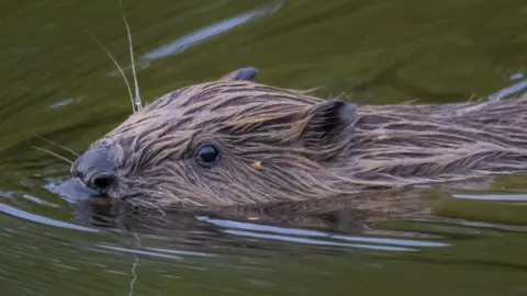 A generic image of a beaver swimming in a river. It has part of its head and body just above the water as it swims. Its brown fur is wet. 
