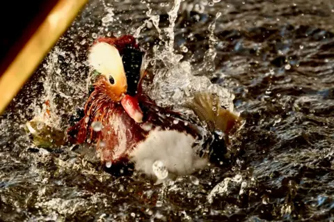 Graham Christie A mandarin drake splashes in water on a sunny day