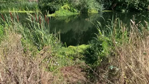Sam Read/BBC A river bank, with water in it, with reeds and bushes by both sides. There are also trees on the other side of the bank. There is a gap in the reeds, by some algae.
