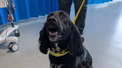 A black spaniel with a stripe of wipe fur under the jaw. The dog is wearing a yellow collar and lead. A piece of hospital equipment and a blue curtain are in the background.