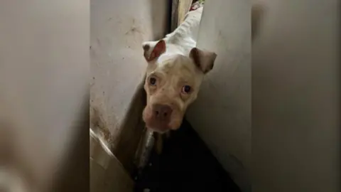 Utilita A picture of Tilly when she was found. Her head is poking out from the side of a door and she is dramatically skinnier. The bones of her spine can be seen under her skin, her face is drawn and her eyes are sunken. She is stained and looks scared.