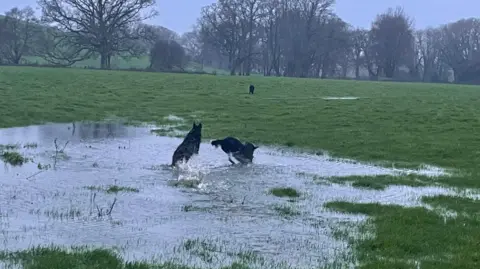 Lesley/BBC Weather Watchers This picture shows a grassy field with large puddles of water, indicating flooding or heavy rainfall. In the foreground, two dogs are playing or splashing in one of the waterlogged areas. Further back, there is another dog standing on the grass. The background features leafless trees and rolling hills. The sky appears overcast.