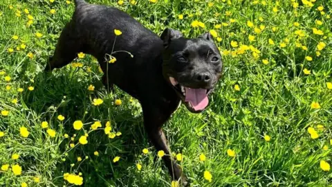 West Wales Poundies Dog Rescue Duchess stands in a lush patch of tall green grass dotted with numerous small, bright yellow wildflowers. The dog is positioned slightly angled toward the camera, with one front paw lifted mid-step and its tail raised. The dog’s mouth is open, showing teeth and tongue, and the face is turned toward the viewer.