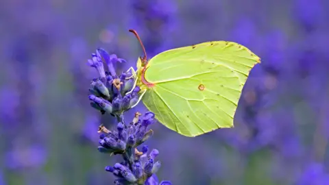 Matt Berry/Butterfly Conservation A green butterfly on a purple plant