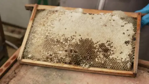 The image shows a wooden beehive frame with honeycomb but no bees.