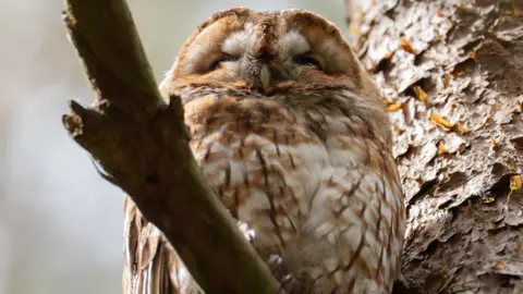 NE Photography A tawny owl sits in a tree in County Durham. It almost looks like it is smiling with its eyes closed and its neck burying into its feathers. Its feathers are brown, white and some are speckled with dark brown.