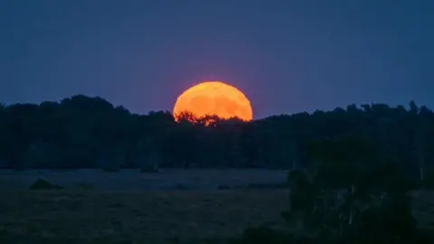 Paul Biggins The bright orange moon rising the top half is against a purple sky and the bottom silhouetted by trees