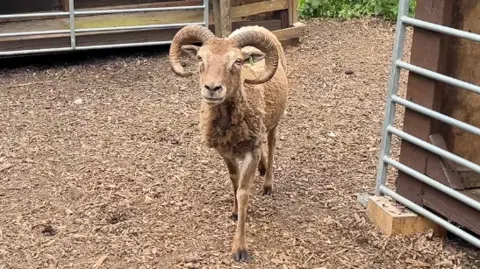 A sheep with horns walks across an area of brown earth and woodchip