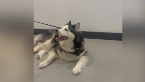 Vanessa A black-and-white husky lies on a smooth indoor floor, panting with its tongue out and looking to one side, wearing a harness and lead attached.