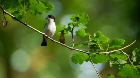 RSPB Cymru A bird sat on a branch.