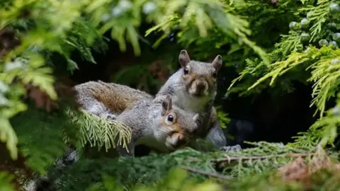 PA Media Two grey squirrels are huddled together in woodland pine looking startled. There are tinges of red in their coats. There is a bunch of berries on the leave to the right of the picture. 