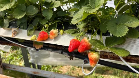Sara Thornton / BBC Strawberries growing on a plant.