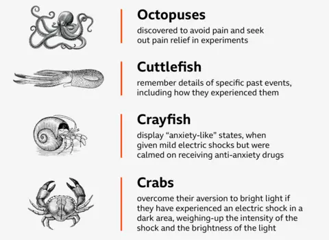 wikimedia/canvas · Octopuses discovered to avoid pain and seek out pain relief in experiments.  · Cuttlefish remember details of specific past events, including how they experienced them. Crayfish display “anxiety-like” states, when given mild electric shocks but were calmed on receiving anti-anxiety drugs. Crabs overcome their aversion to bright light if they have experienced an electric shock in a dark area, weighing-up the intensity of the shock and the brightness of the light.