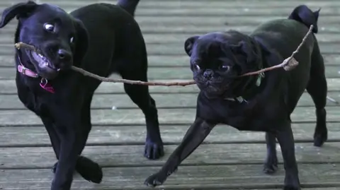 Two jet black dogs are walking over wooden slats holding the same branch in their mouths. They are both looking at their branch. One looks like a young Labrador and has a pink collar while the other looks like a pug and has a green collar.