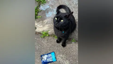 Meaghan Robertson A black cat with yellow eyes looks up expectantly next to a blue packet of cat food. 