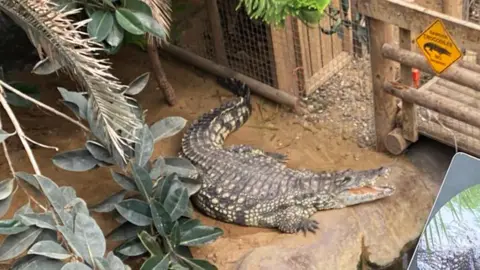 A crocodile with its mouth open in an enclosure near a wooden walkway going through the pn
