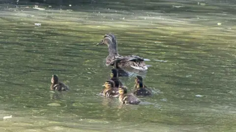 Eight ducklings are swimming behind their mother in a river. The river is lightly rippling and it is green, there are patches of sunlight hitting the water. 