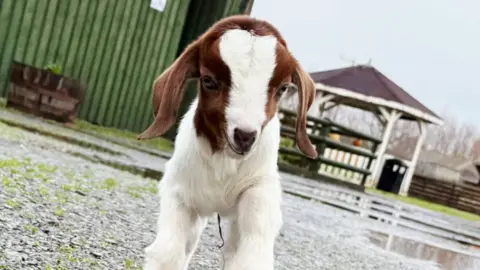 A baby goat is walking towards the camera on a farm. It has brown markings and is otherwise white. It has been a wet day, with large puddles and a small shelter behind it.